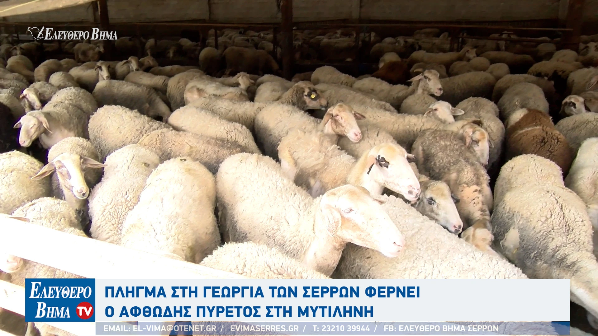 tasos-gkiorgkinis-georgia-ktinotrofia-afthodis-piretos-serres-provata-egkleismos2.jpg?v=0