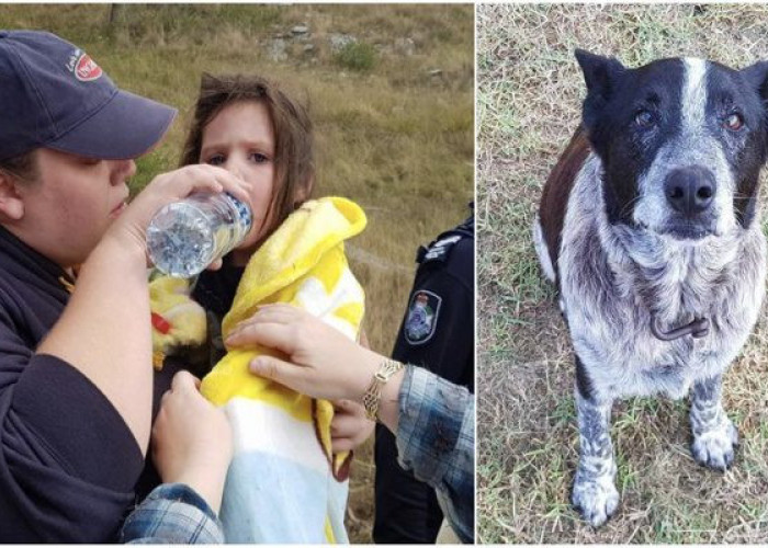 ΜΑΞ: Ο ΣΚΥΛΟΣ «ΗΡΩΑΣ» ΠΟΥ ΕΣΩΣΕ ΕΝΑ ΤΡΙΧΡΟΝΟ ΚΟΡΙΤΣΑΚΙ!