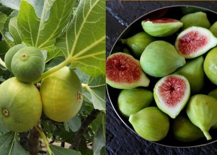 Σύκα: 9 οφέλη για τον οργανισμό – Ποιες ασθένειες καταπολεμούν – Τι να προσέχουμε στην κατανάλωσή τους