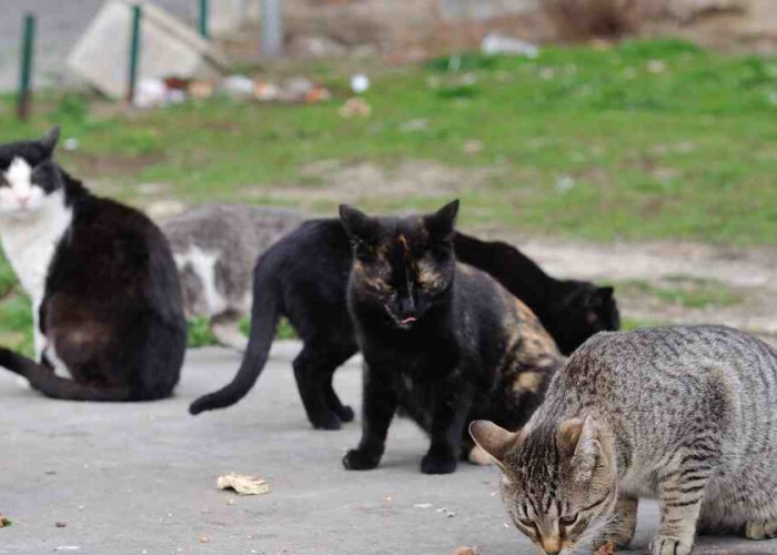 Δέχθηκε πυροβολισμό γατούλα στον Προβατά: Παρά την φροντίδα δεν τα κατάφερε