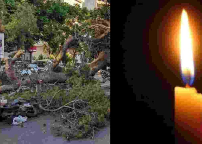 «Του φώναζαν ότι πέφτει το δέντρο, αλλά δεν τους άκουγε»: Αδιανόητη τραγωδία στο Ηράκλειο