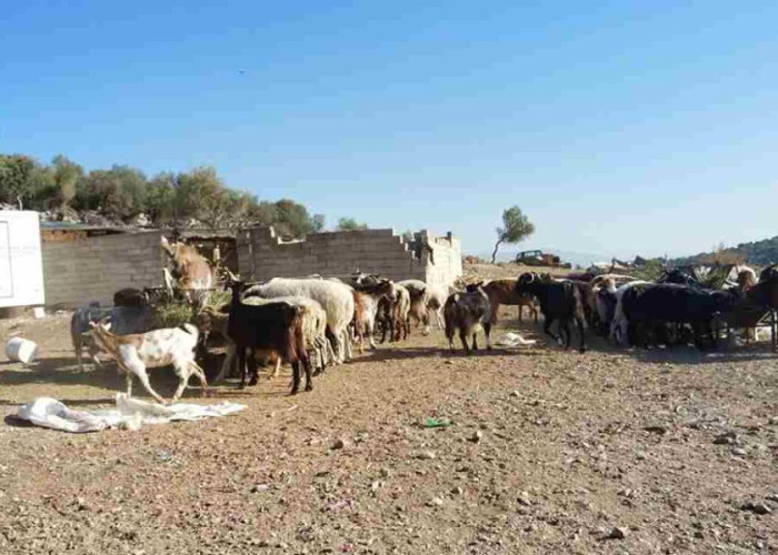 Μάνδρα: Ομολόγησε ο 14χρονος ότι σκότωσε τον αδελφό του