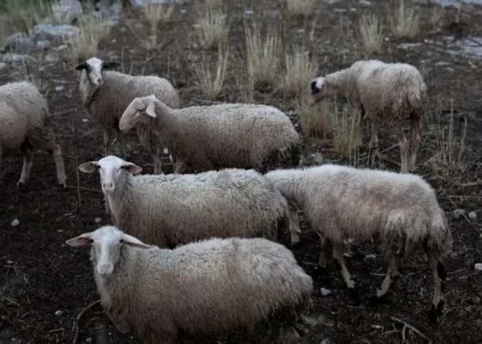 Για την αντιμετώπιση της ευλογιάς των αιγοπροβάτων: 7 μέτρα σε ισχύ στις Σέρρες