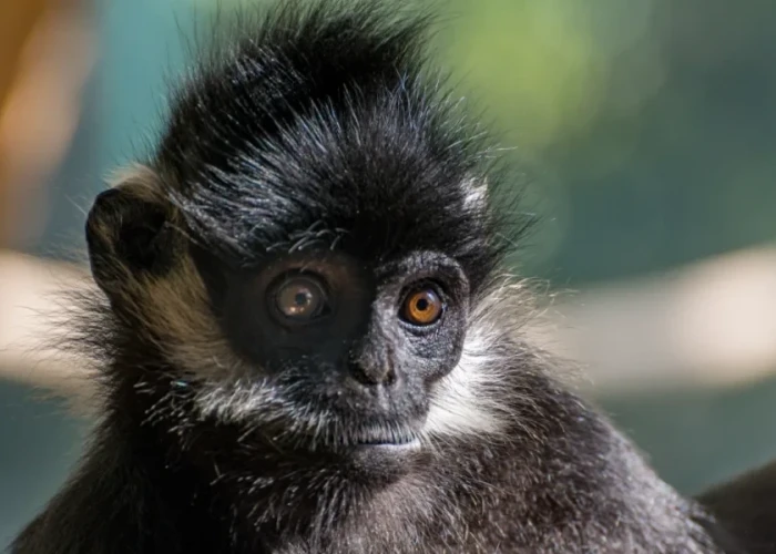 Ινδία: Πίθηκος δολοφόνησε με φρικτό τρόπο 10χρονο