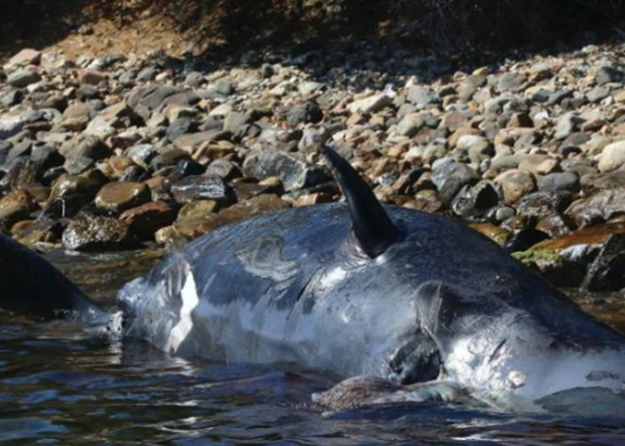 Νεκρή έγκυος φάλαινα είχε στο στομάχι της 22 κιλά πλαστικό
