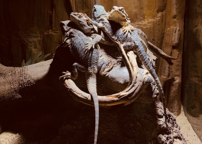 Αυστραλία: Κατασχέθηκαν 257 σαύρες και τρία φίδια