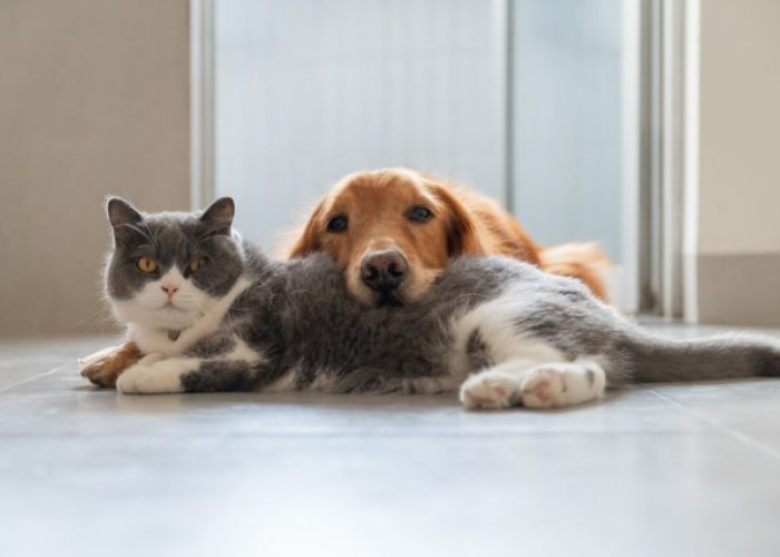 Χανιά: Συνελήφθη γυναίκα που είχε 87 ζώα στο σπίτι της