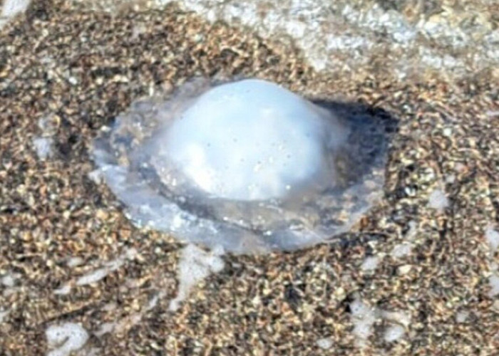 Ρόδος: Γέμισε με τροπικές μέδουσες που φτάνουν το 1 μέτρο – Τι να κάνετε αν σας τσιμπήσει