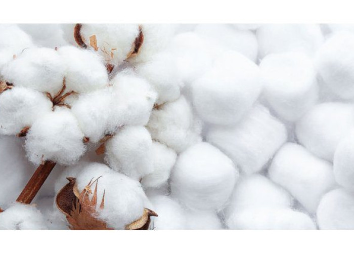 ΔΑΟΚ Σερρών: Γεωργικές προειδοποιήσεις για τη Φυτοπροστασία στη καλλιέργεια του Βαμβακιού