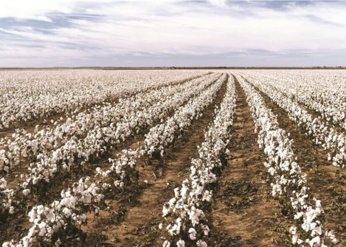 Π.Ε Σερρών: Οδηγίες για την αποτελεσματική φυτοπροστασία στη καλλιέργεια βαμβακιού