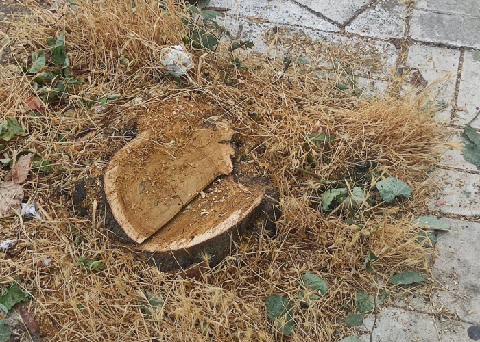Σέρρες – Το Δασαρχείο, τα παράνομα δέντρα και το πρόστιμο από τον Δήμο Σερρών