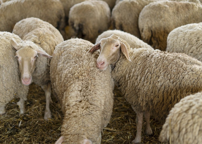 Ύποπτο κρούσμα ευλογιάς προβάτων στα Νέα Κερδύλλια