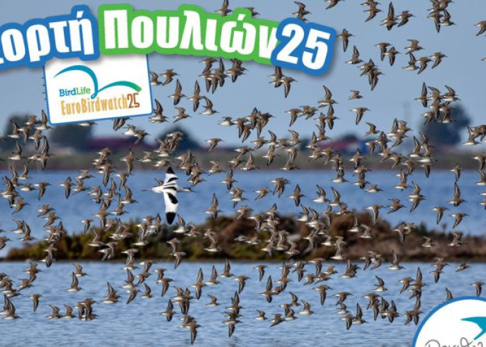 Ευρωπαϊκή Γιορτή των Πουλιών-Την Κυριακή στη Λίμνη Κερκίνη