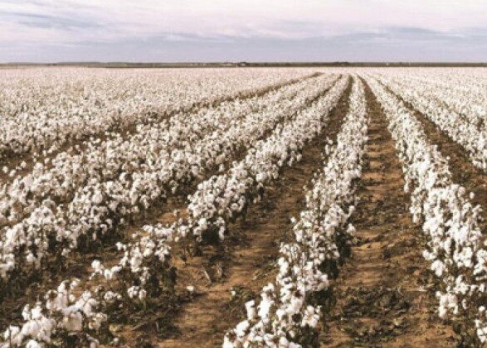 Βαμβάκι: Δελτίο γεωργικών προειδοποιήσεων στην Π.Ε Σερρών