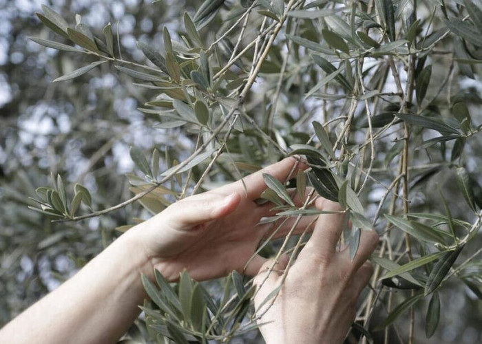 Αγρίνιο: Τους έκαναν «τσακωτούς» να κλέβουν ελιές από ξένο λιοστάσι