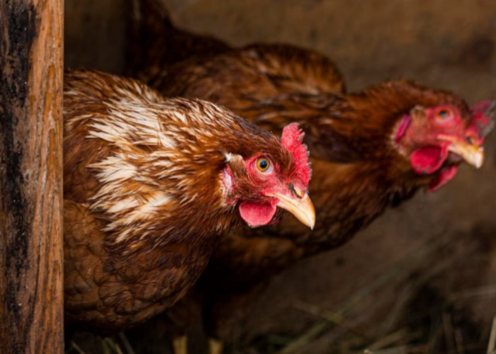 Ενημέρωση για τη Γρίπη των Πτηνών- Τι Πρέπει να Γνωρίζετε