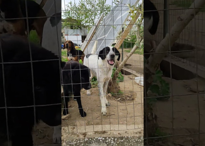 Από το Δήμο Βόλβης και την Ελληνική Αστυνομία «Μαζί για τα ζώα»