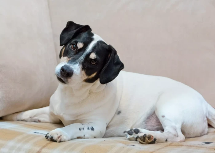 Πώς πρέπει να μιλάτε στον σκύλο σας ώστε να σας καταλαβαίνει