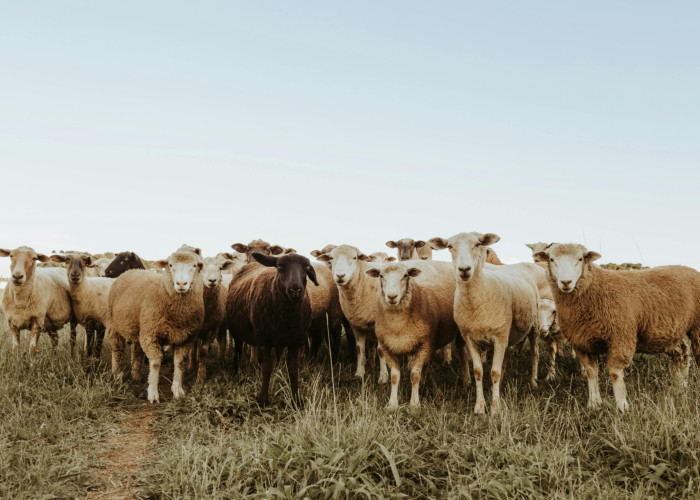 180 εκατ. ευρώ η συνολική ενίσχυση των κτηνοτρόφων λόγω ευλογιάς και πανώλης