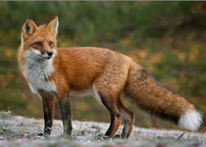 Έναρξη της 22ης Εμβολιαστικής Εκστρατείας των Κόκκινων Αλεπούδων για το Πρόγραμμα Επιτήρησης και Καταπολέμησης της Λύσσας