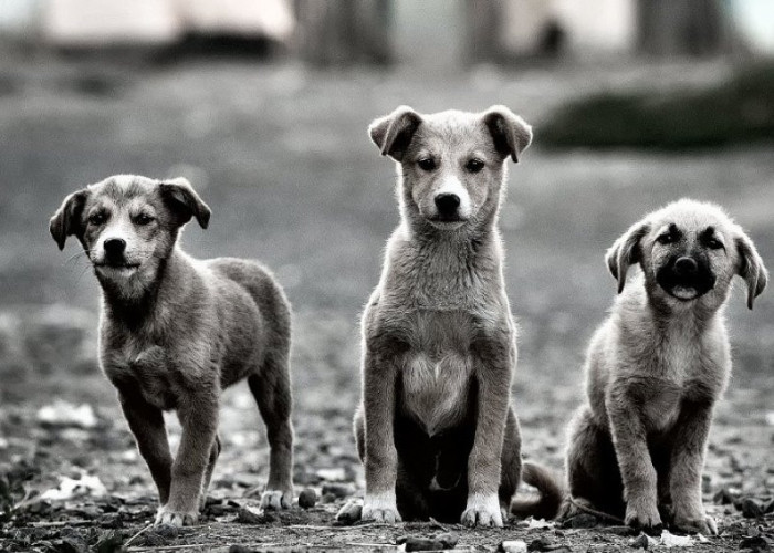 Φιλοσιντικες - Τα αδέσποτα άμεσο αποτέλεσμα της δικής σας ανευθυνότητας