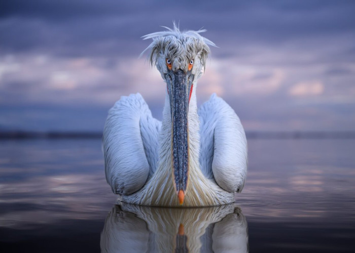 Στο National Geographic ένας αργυροπελεκάνος της Κερκίνης με μια φωτογραφία του Τόνυ Κωνσταντινίδη