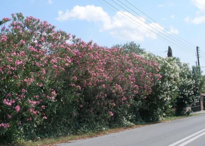 Γιατί θέλουν να ξεριζώσουν την πικροδάφνη από τα σχολεία;