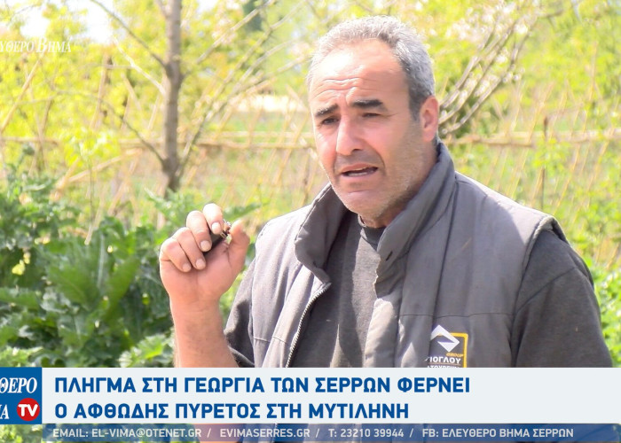 Μεγάλη ζημιά στους αγρότες των Σερρών από τον αφθώδη πυρετό στη Λέσβο