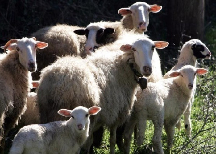 ΑΚΚΕΛ: Στη Λέσβο το πιθανότερο δεν έχουμε επιζωοτία, έχουμε διοικητική τύφλωση