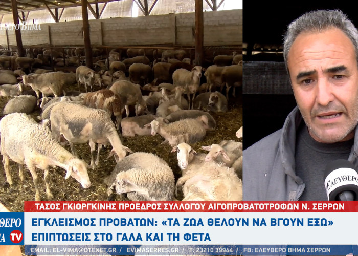 Εγκλεισμός προβάτων στις Σέρρες - Τα ζώα θέλουν να βγουν έξω" - Οικονομική ζημιά σε γάλα και φέτα!