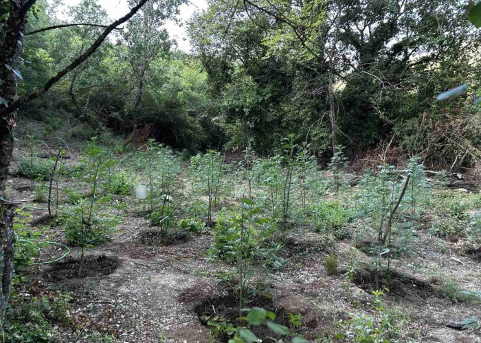 Εντοπίστηκε φυτεία με περισσότερα από 2.000 δενδρύλλια κάνναβης σε δύσβατη δασική περιοχή στην Φθιώτιδα