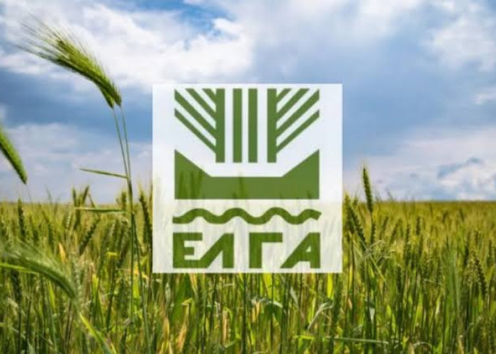 Ο ΕΛΓΑ ξεκίνησε ήδη την καταγραφή ζημιών στις πληγείσες καλλιέργειες Θεσσαλίας και Στερεάς Ελλάδας.