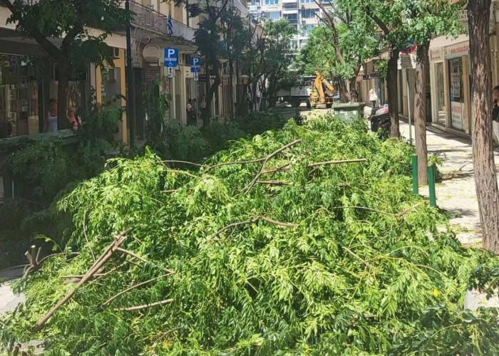 Δημήτρης Αγγελακοπουλος: Γιατί «πετσόκοψαν» τα δέντρα στις Σέρρες