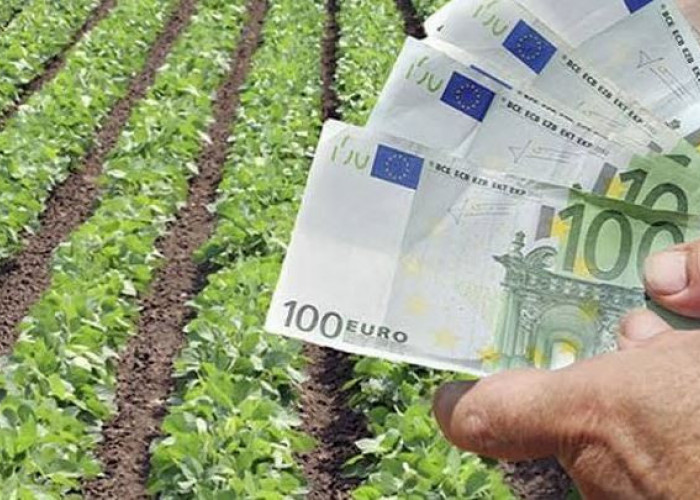ΥΠΑΑΤ – ΑΑΔΕ: «Ολοκληρώθηκε η διαδικασία αποστολής προς πληρωμή ενισχύσεων 2025 για τον Πυλώνα Ι 83,6 εκατ. ευρώ σε 71.920 μοναδικούς δικαιούχους»