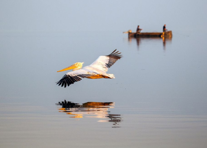 Kerkini Wetlands Photo Award- Η Κερκίνη αποκτά το δικό της διεθνές φωτογραφικό βραβείο