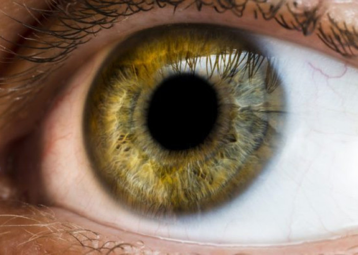 Πιο ευφυείς όσοι έχουν… αυτό στα μάτια τους