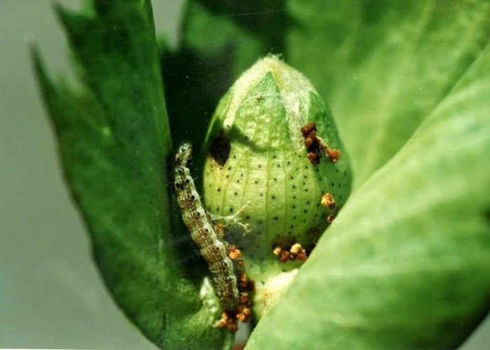 Διεύθυνση Αγροτικής Οικονομίας της Π. Ε. Σερρών: Όπως κάθε χρόνο, θα εμφανισθεί στο βαμβάκι, η πρώτη γενιά του πράσινου σκουληκιού