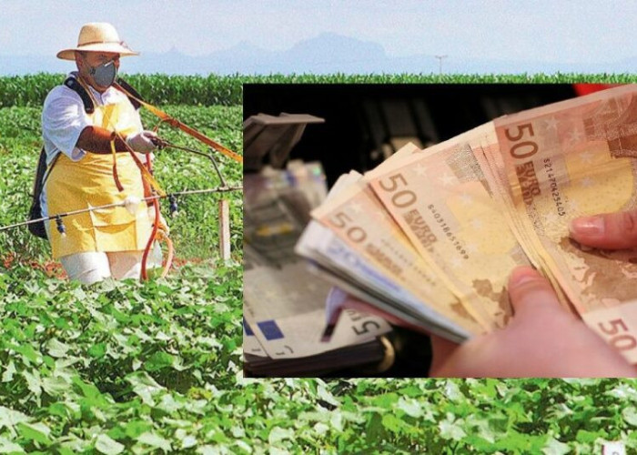 Τιμές ρεκόρ για τα αγροτικά προϊόντα: Σε σκληρό σιτάρι, καλαμπόκι και βαμβάκι