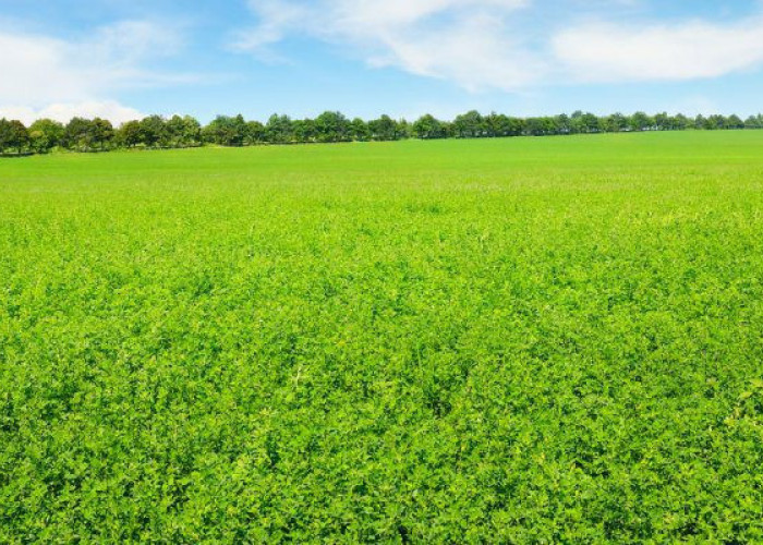 Στο πλαίσιο της καλής συνεργασίας με τους Σερραίους παραγωγούς Η ΜΗΔΙΚΗ πληρώνει 10% παραπάνω στους παραγωγούς