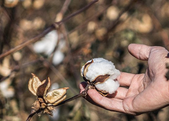 Η τιμή του βαμβακιού, από 69 μέχρι 72 λεπτά το κιλό!