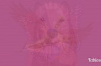 ΤΕΣΤ: ΤΟ ΖΩΟ ΠΟΥ ΒΛΕΠΕΤΕ ΠΡΩΤΟ ΣΤΗΝ ΕΙΚΟΝΑ ΔΕΙΧΝΕΙ ΤΟ ΕΙΔΟΣ ΤΗΣ ΨΥΧΗΣ ΣΑΣ!