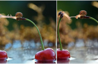 Φωτογράφος απαθανάτισε δύο σαλιγκάρια καθισμένα πάνω σε κεράσια να φιλιούνται