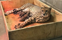 ΜΑΜΑ ΤΣΙΤΑΧ ΓΕΝΝΗΣΕ ΚΑΙ ΕΣΠΑΣΕ ΤΟ ΡΕΚΟΡ ΦΕΡΝΟΝΤΑΣ ΣΤΗ ΖΩΗ 8 ΜΙΚΡΑ ΤΣΙΤΑΧ!