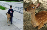 10ΧΡΟΝΟ ΑΓΟΡΙ ΒΟΗΘΑΕΙ ΚΑΘΕ ΠΡΩΙ ΤΥΦΛΟ ΕΛΑΦΙ ΝΑ ΒΡΕΙ ΤΡΟΦΗ ΚΑΙ ΜΕΤΑ ΠΑΕΙ ΣΧΟΛΕΙΟ!