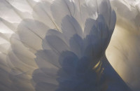 7 ΣΗΜΑΔΙΑ ΠΟΥ ΔΕΙΧΝΟΥΝ ΟΤΙ ΕΝΑΣ ΑΓΓΕΛΟΣ ΕΙΝΑΙ ΔΙΠΛΑ ΣΑΣ ΑΥΤΗ ΤΗ ΣΤΙΓΜΗ!