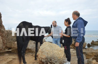 ΗΛΕΙΑ:AΛΟΓΟ ΠΟΥ ΚΟΛΥΜΠΟΥΣΕ ΓΙΑ ΜΕΡΕΣ ΜΕΣΑ ΣΤΗ ΘΑΛΑΣΣΑ ΣΩΘΗΚΕ ΑΠΟ ΨΑΡΑ!
