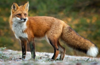 Στο πλαίσιο επιτήρησης και καταπολέμησης της λύσσας: Ξεκινάνε οι ρίψεις εμβολιακών δολωμάτων