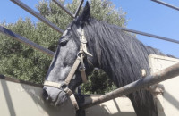 Εως τις 11 Απριλίου  Το ΚΕΘΙΣ διοργανώνει διεθνές σεμινάριο ιπποθεραπείας