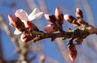 Δ/νση Αγροτικής Οικονομίας & Κτηνιατρικής της Π.Ε. Σερρών:  Ψεκασμοί για την αντιμετώπιση του ευρύτομου της αμυγδαλιάς
