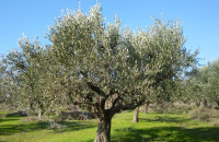 Η Π.Ε Σερρών ενημερώνει για την Αντιμετώπιση εντόμων και ασθενειών στις καλλιέργειες  της ελιάς και της αμπέλου